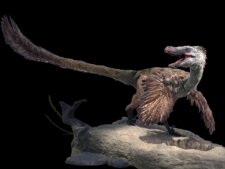 Birdinos - Grooming, Production Managing, Technical Director.